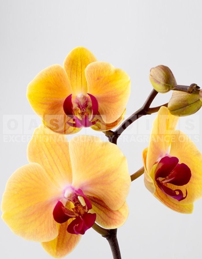 golden orchids fragrance oil