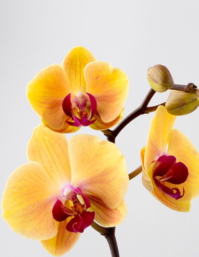 golden orchids fragrance oil