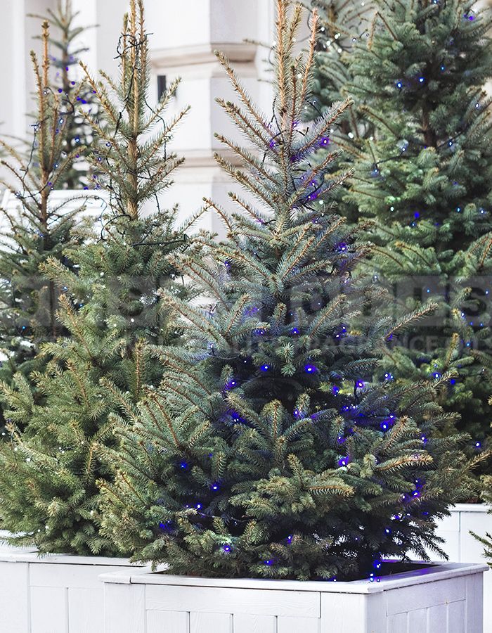 christmas tree fragrance oil