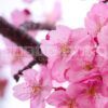 silky sakura fragrance oil