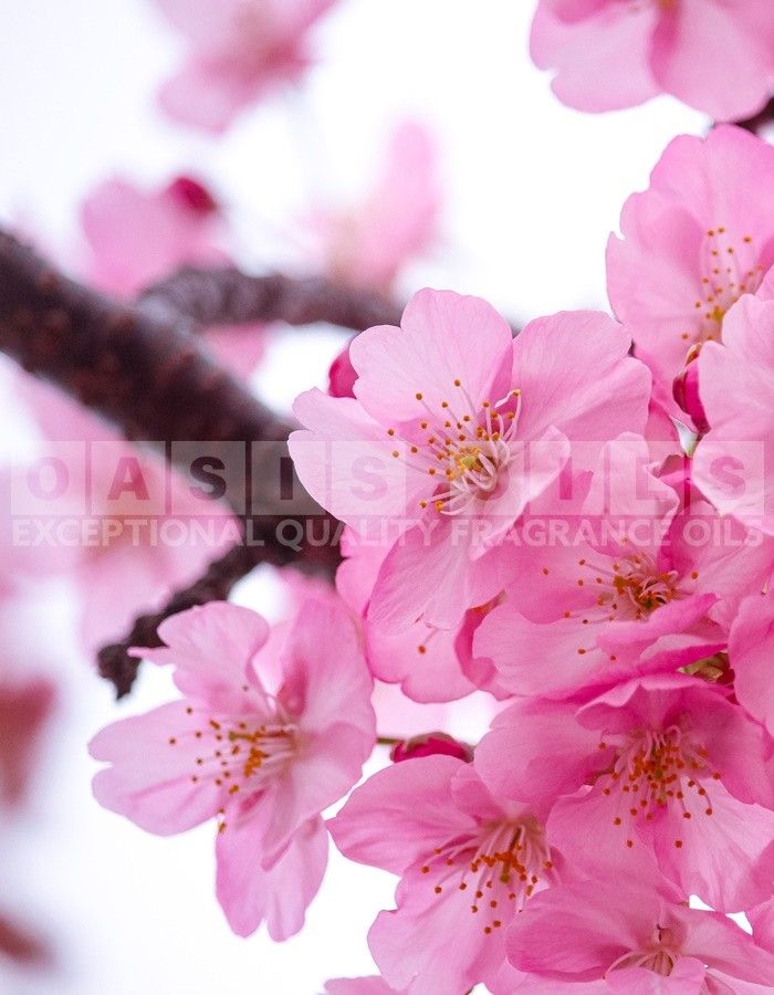 silky sakura fragrance oil