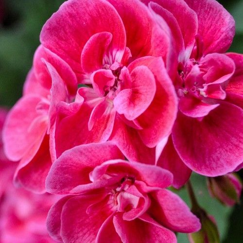 parfum pink elegance fragrance oil