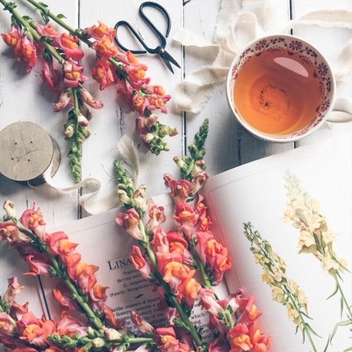 Snapdragon and Patchouli Fragrance Oil