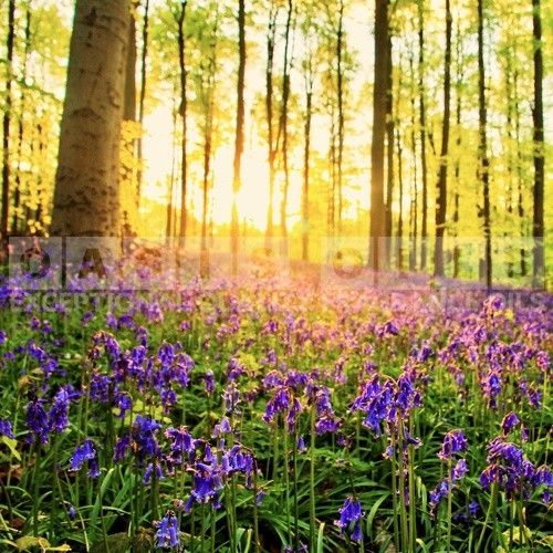 wild bluebell and bergamot fragrance oil