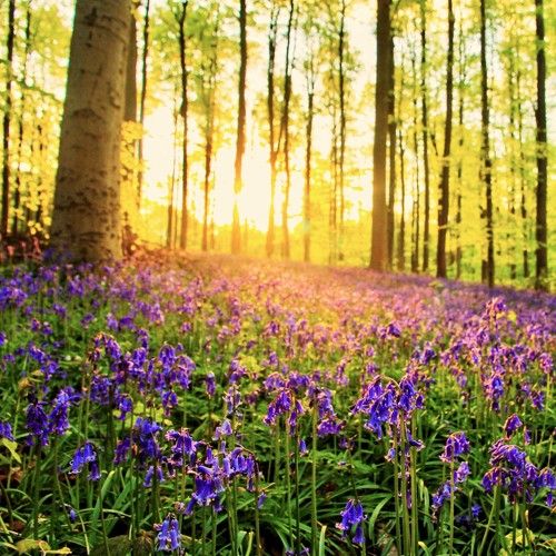 wil bluebell and bergamot fragrance oil