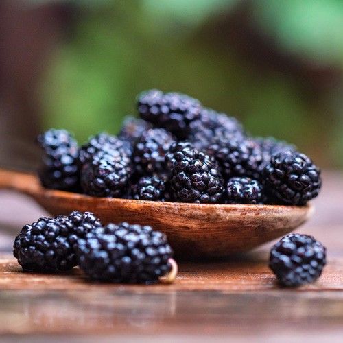 Mulberry Thyme Fragrance Oil