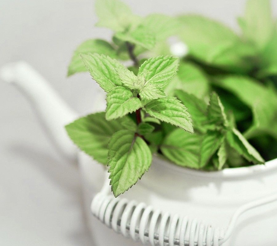 Dirtee Fragrance Oil