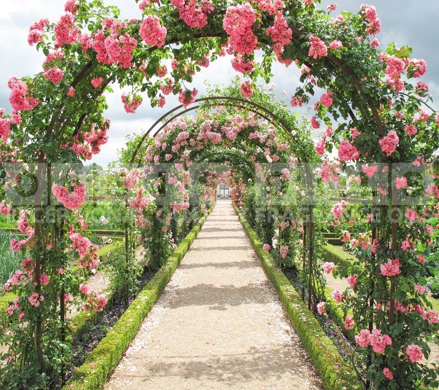 rose garden fragrance oil