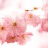 sugared blossom fragrance oil