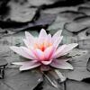 strawberry lily laundry fragrance oil