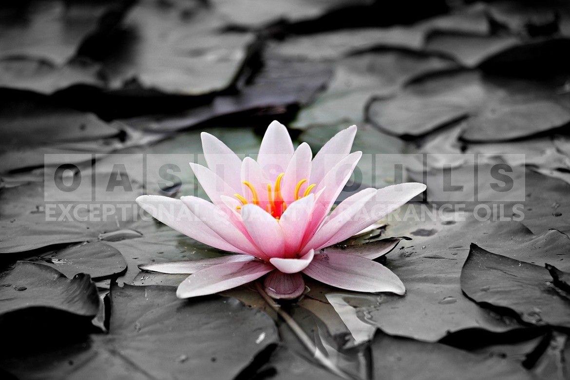 strawberry lily laundry fragrance oil