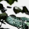after it rains fragrance oil