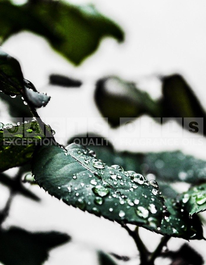after it rains fragrance oil
