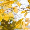 crisp-golden leaves fragrance oil
