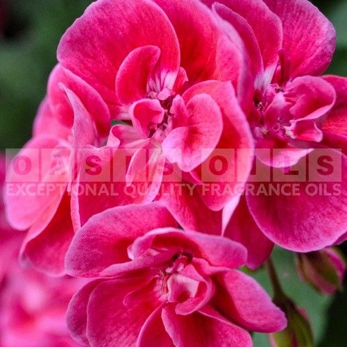 parfum pink elegance laundry fragrance oil