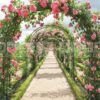 rose garden fragrance oil