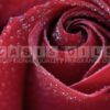 ROUGE FRAGRANCE OIL