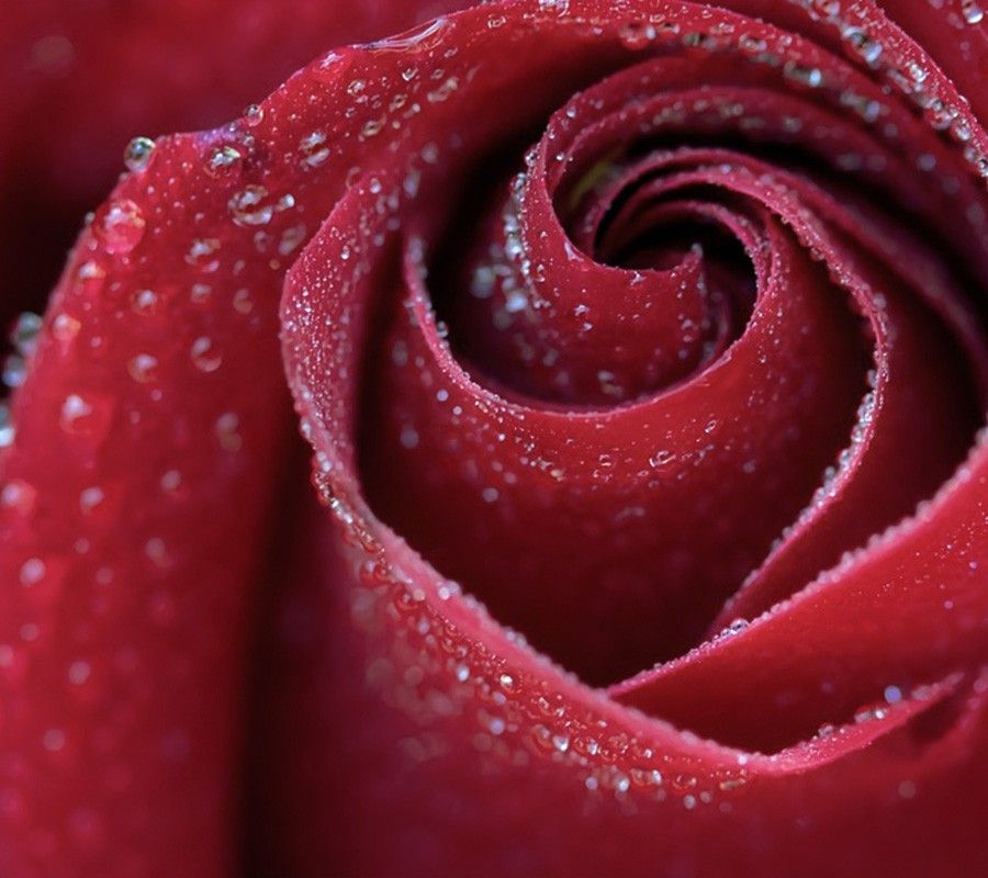 Rouge Fragrance