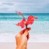 exotic hibiscus fragrance oil