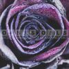 ROSY CASSIS FRAGRANCE OIL