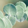 frosted eucalyptus