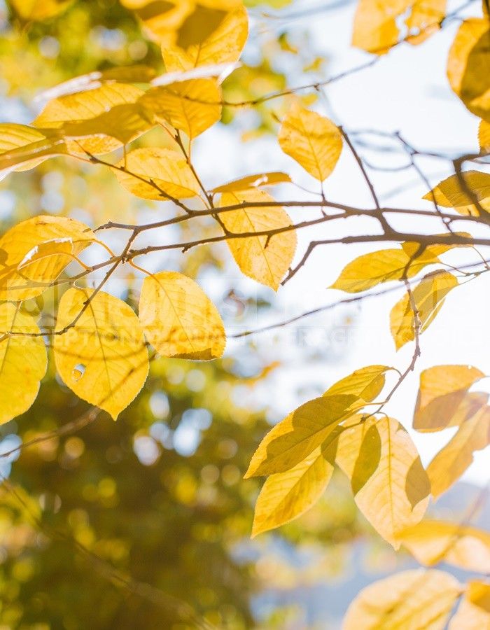 Autumn Winter Scents