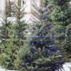christmas tree fragrance oil