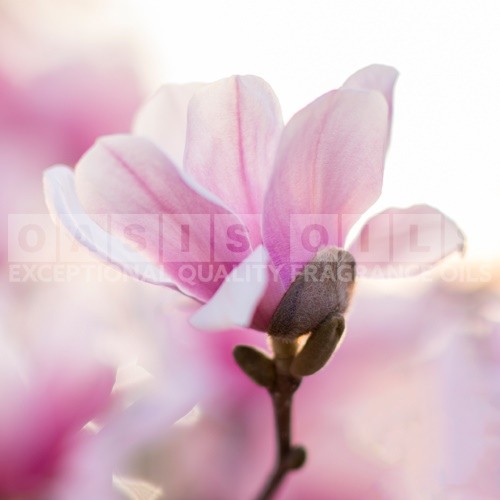 pink gems magnolia flowers fragrance oil