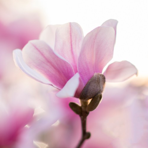 pink jems magnolia flowers