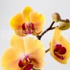 golden orchids fragrance oil