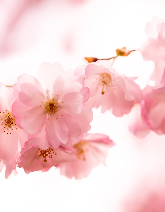 sugared blossom fragrance oil